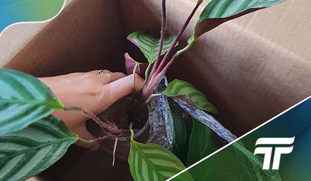 6 Steps to pack and protect your house plants for moving